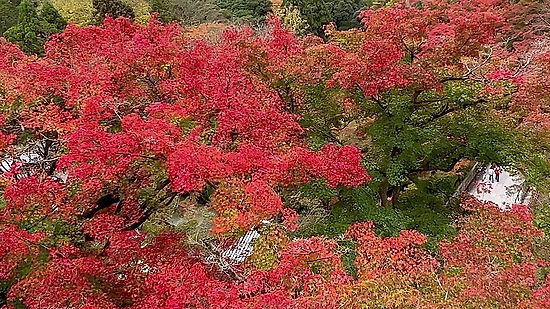 japan - kyoto kiyomizu fall foliage